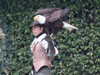 Weisskopfseeadler 137